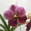 v. black magic doctor anek x v. sanderiana 